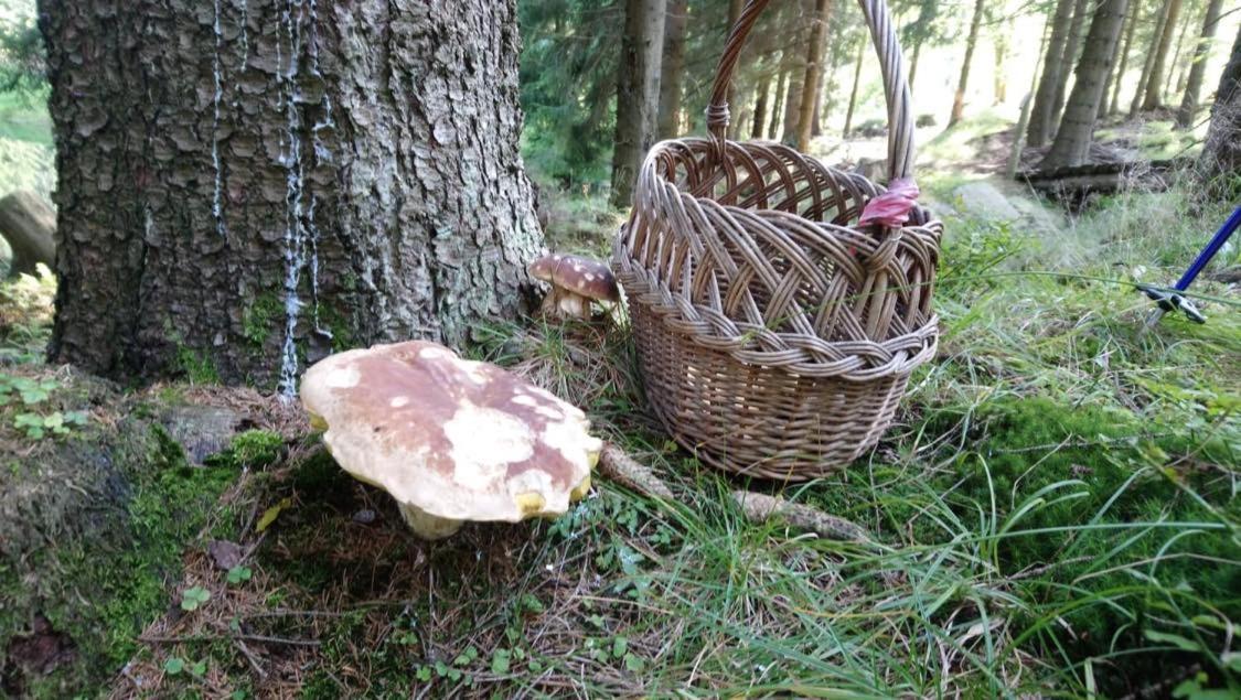 Krolikowka Stronie Śląskie Exteriér fotografie